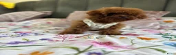 Toy Poodle dogs for sale: Adorable mini Asian poodle  - Advert 4
