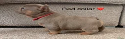 French Bulldog dogs for sale:  MASSIVELY REDUCED AGAIN!!READY TO LEAVE-frenchies - Advert 32