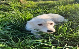 Mixed Breed dogs for adoption: 💖🐶 ATHENA 🐶💖 - Image 14