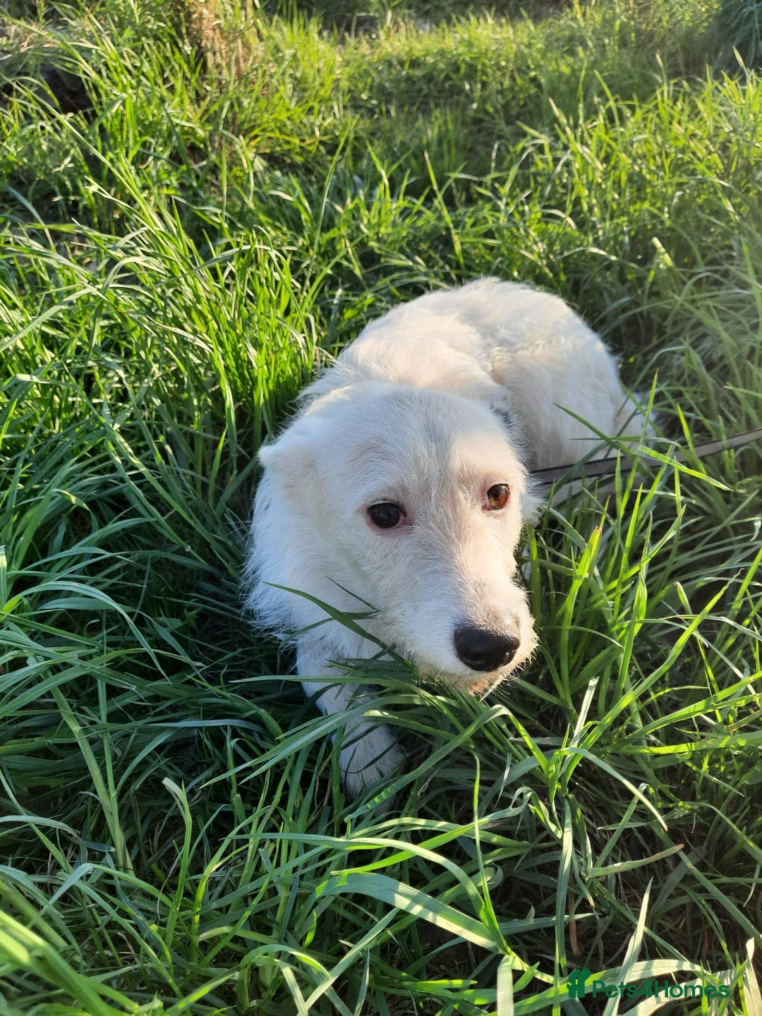 Mixed Breed dogs for adoption: 💖🐶 ATHENA 🐶💖 - Image 14