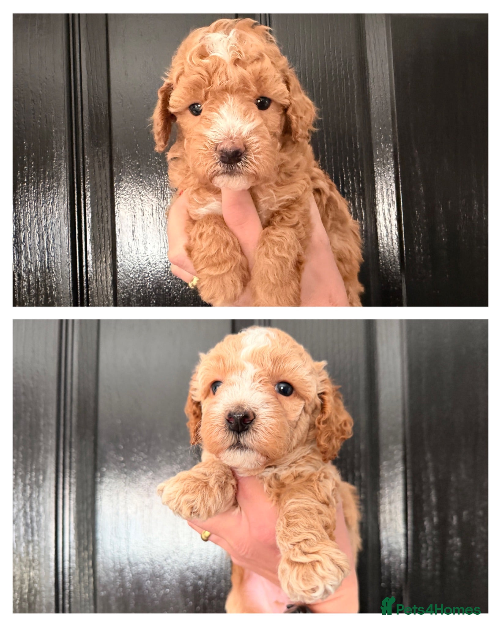 Maltipoo dogs Maltipoo F1B  - Advert 3