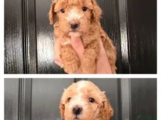 Maltipoo dogs Maltipoo F1B - Advert 3