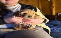 Cocker Spaniel dogs for sale: Cocker spaniel pups - Image 6