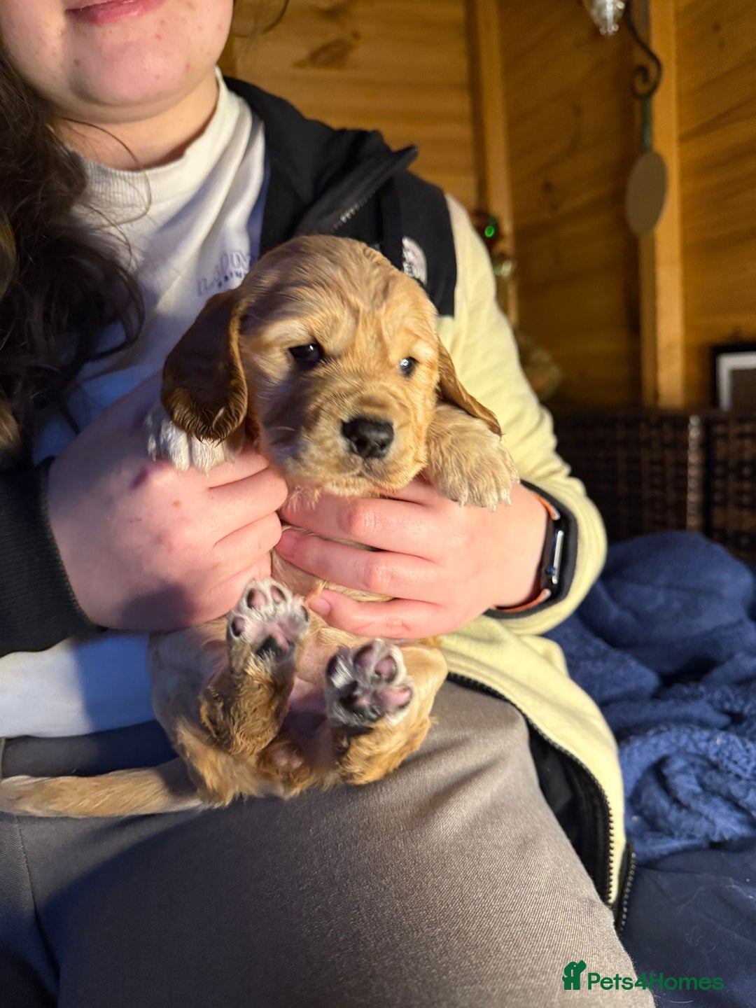 Cocker Spaniel dogs for sale: Cocker spaniel pups - Image 6
