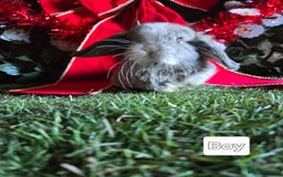 Mini Lop rabbits for sale: Pure mini lop babies  - Advert 8