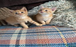 British Shorthair cats for sale: My gorgeous boys are looking for new lap 🏡  - Image 2