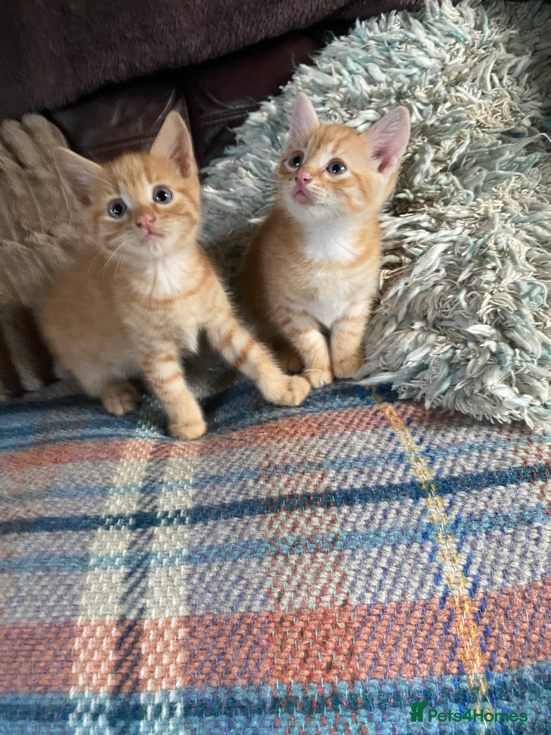 British Shorthair cats for sale: My gorgeous boys are looking for new lap 🏡  - Image 2