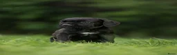 Cane Corso dogs for sale: 5 Towns Italian cane corso spring litter  - Advert 21