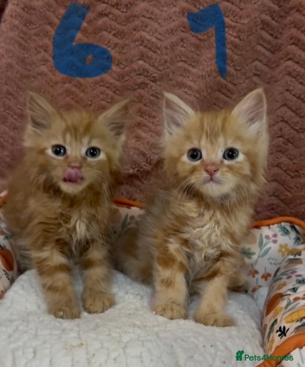 Mixed Breed cats for sale: 8 beautiful kittens ready for loving homes  - Advert 24