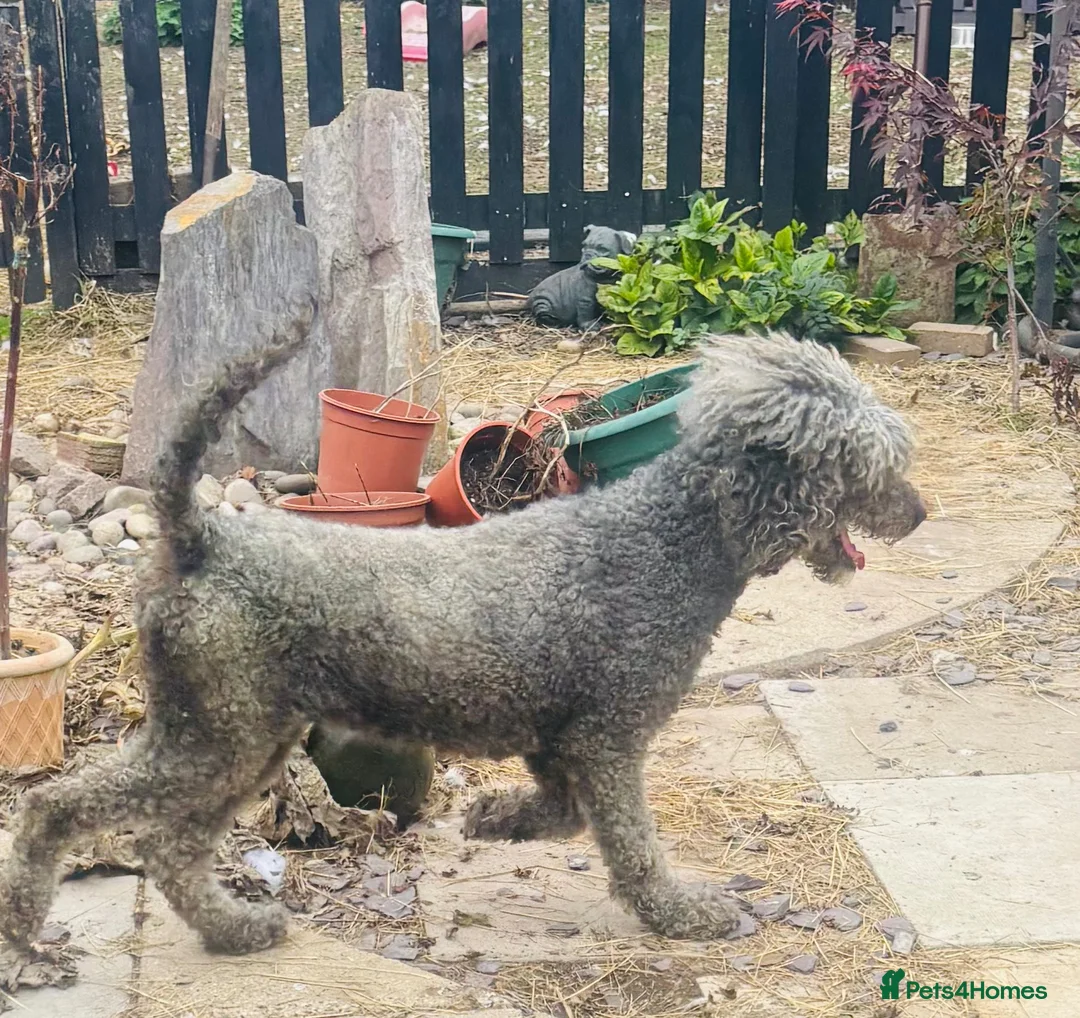 Standard Poodle dogs for sale: Kc Registered standard Poodle  - Advert 7