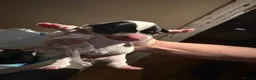 Jackshund dogs for sale: Adorable Dachshund x Jack Russell puppies  - Advert 6