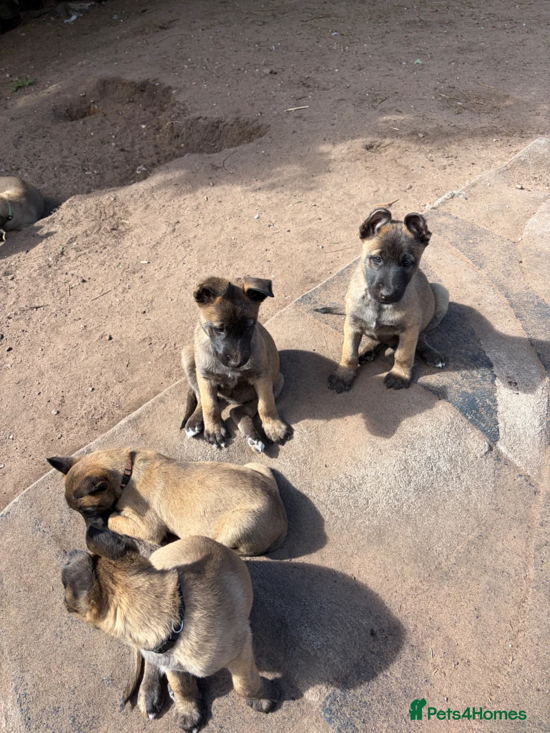 Belgian Shepherd Dog dogs for sale: belgian malnois shepard in Birmingham - Advert 2