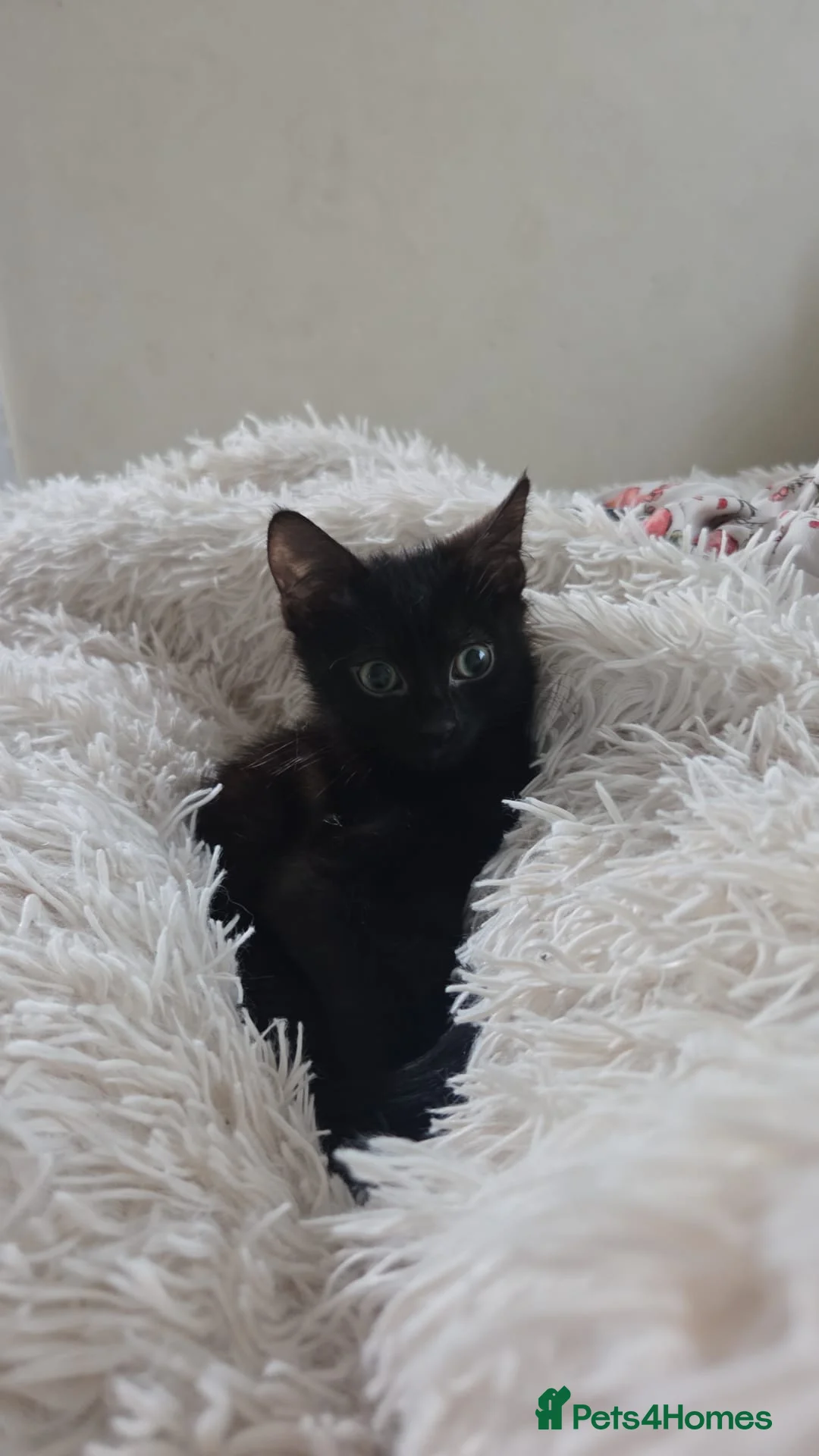 Mixed Breed cats for sale: Gorgeous kittens - Advert 10