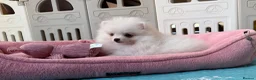 Pomeranian dogs for sale: Tiny White snow Pomeranian Puppies  - Advert 3