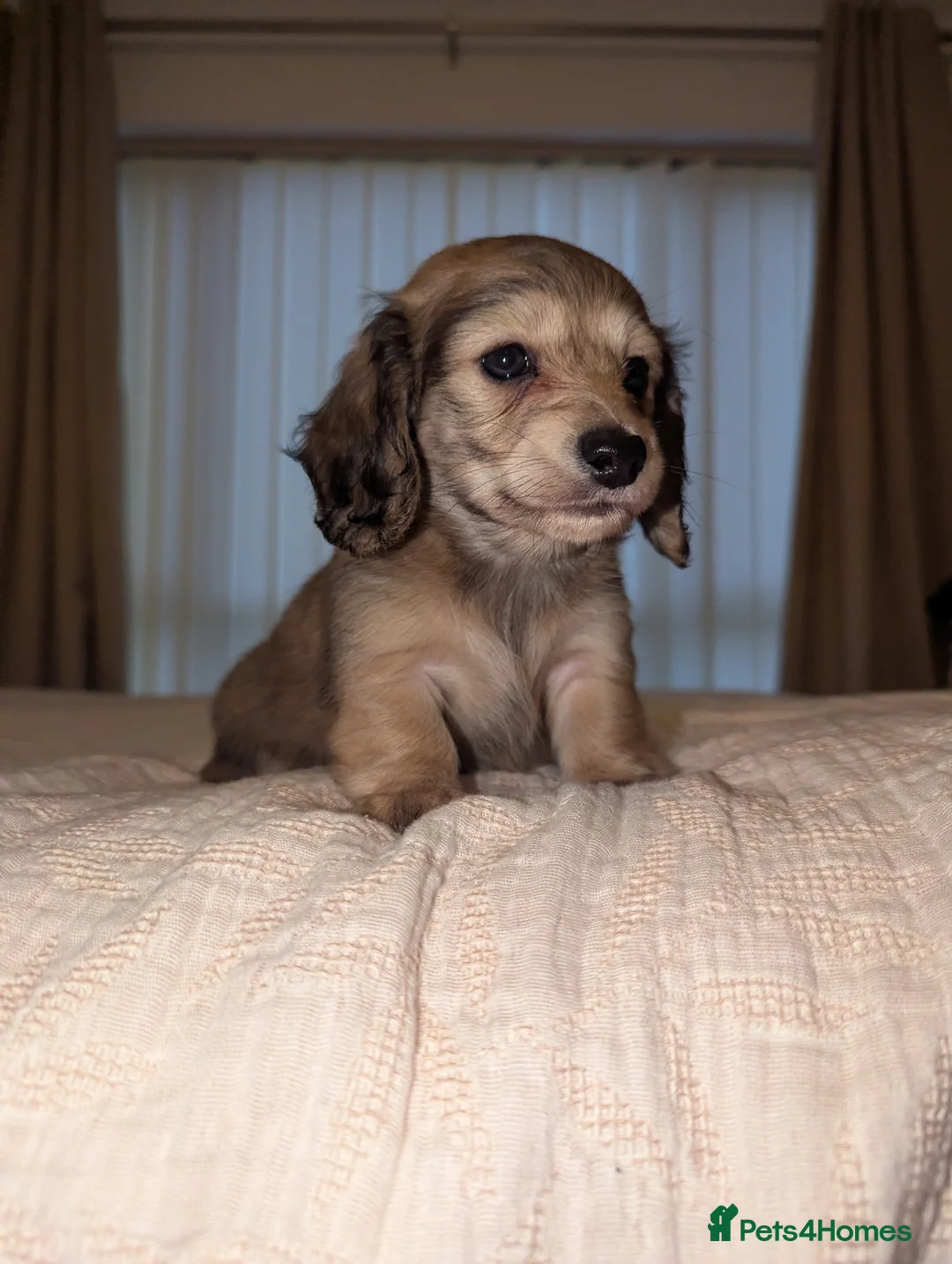 Miniature Dachshund dogs for sale: Last 2 available Long haired miniature dachshunds  - Advert 21