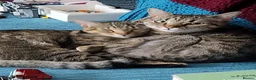 Mixed Breed cats for sale: 2 beautiful cats looking for a loving home in Saint Austell - Advert 5