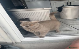 British Shorthair cats for sale: 6 year old British blue - Image 5