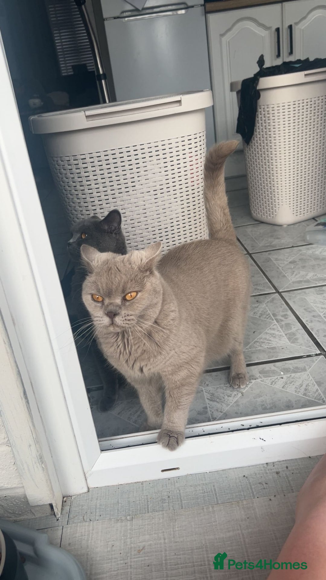 British Shorthair cats for sale: 6 year old British blue - Image 5