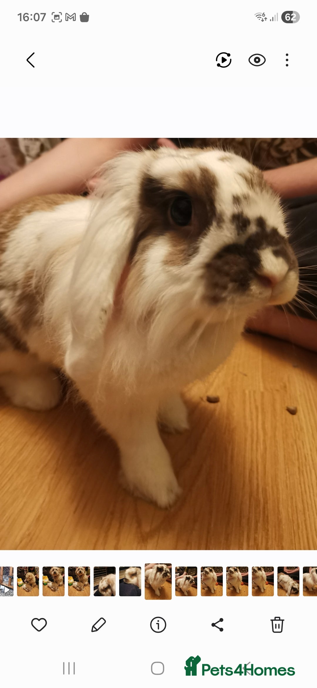 Lionhead rabbits Beautiful 4 year old spayed female lionhead rabbit - Advert 1