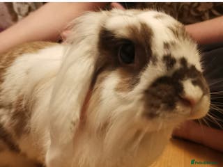 Lionhead rabbits Beautiful 4 year old spayed female lionhead rabbit - Advert 1