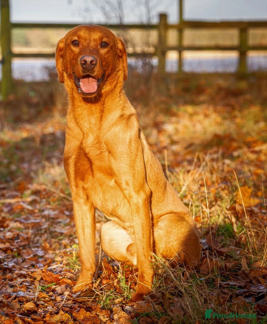 Labrador Retriever dogs for stud: Kc Regestered fully health tested labrador stud in Newark - Advert 9