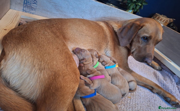 Labrador Retriever dogs - Advert 8