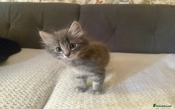 Bengal cats for sale: Adorable Kittens Looking for a New Home 🐾 - Image 3