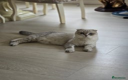 Scottish Fold cats for sale: Scottish fold kittens 😸  - Image 7