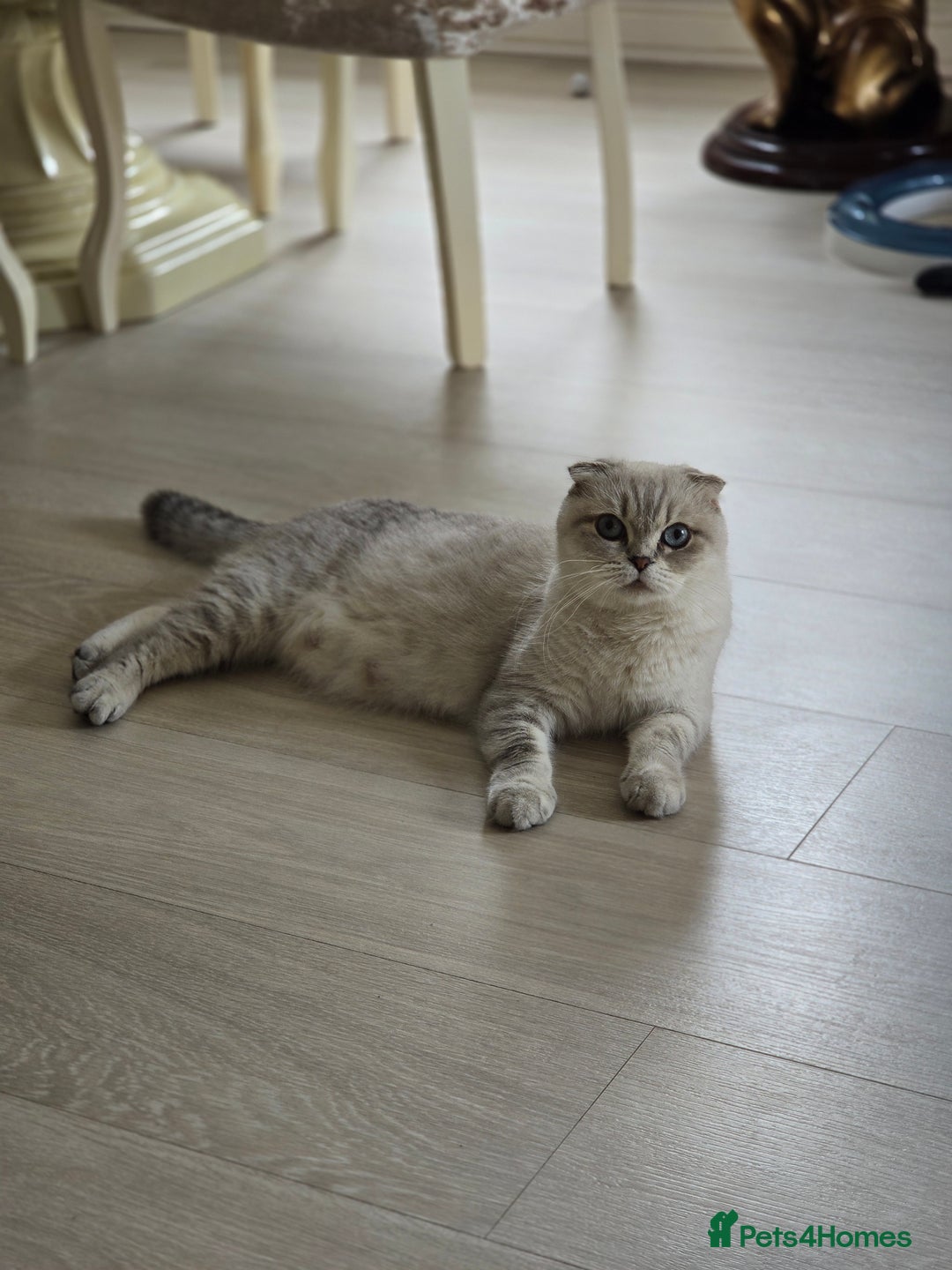 Scottish Fold cats for sale: Scottish fold kittens 😸  - Image 7