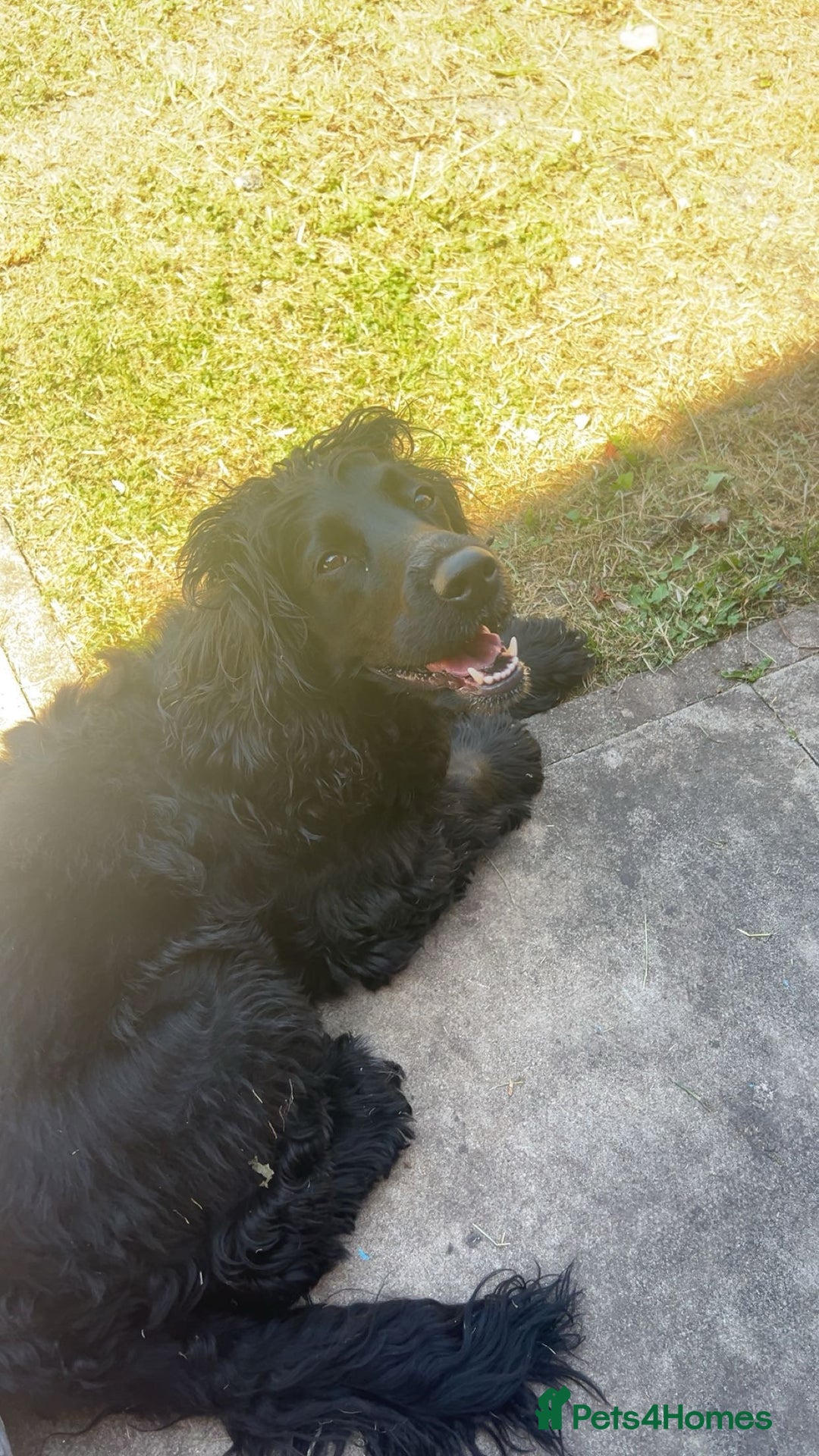 Cocker Spaniel dogs for sale: 3 year old cocker spaniel  - Image 4
