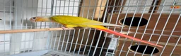Conures birds for sale: female american dilute conure  - Advert 3