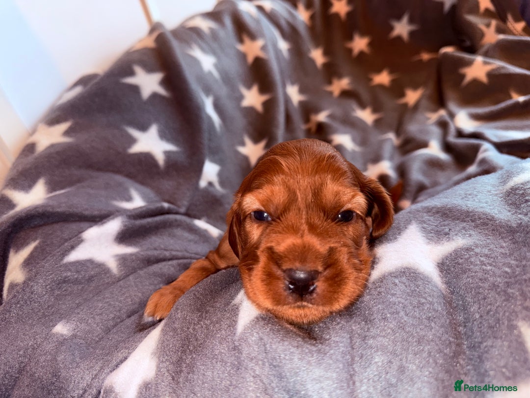 Cocker Spaniel dogs for sale: Chunky Show Cocker Spaniel Puppies 🤩🥰 - Advert 6