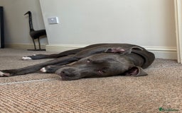 Staffordshire Bull Terrier dogs for sale: 7 month old puppy  - Image 4