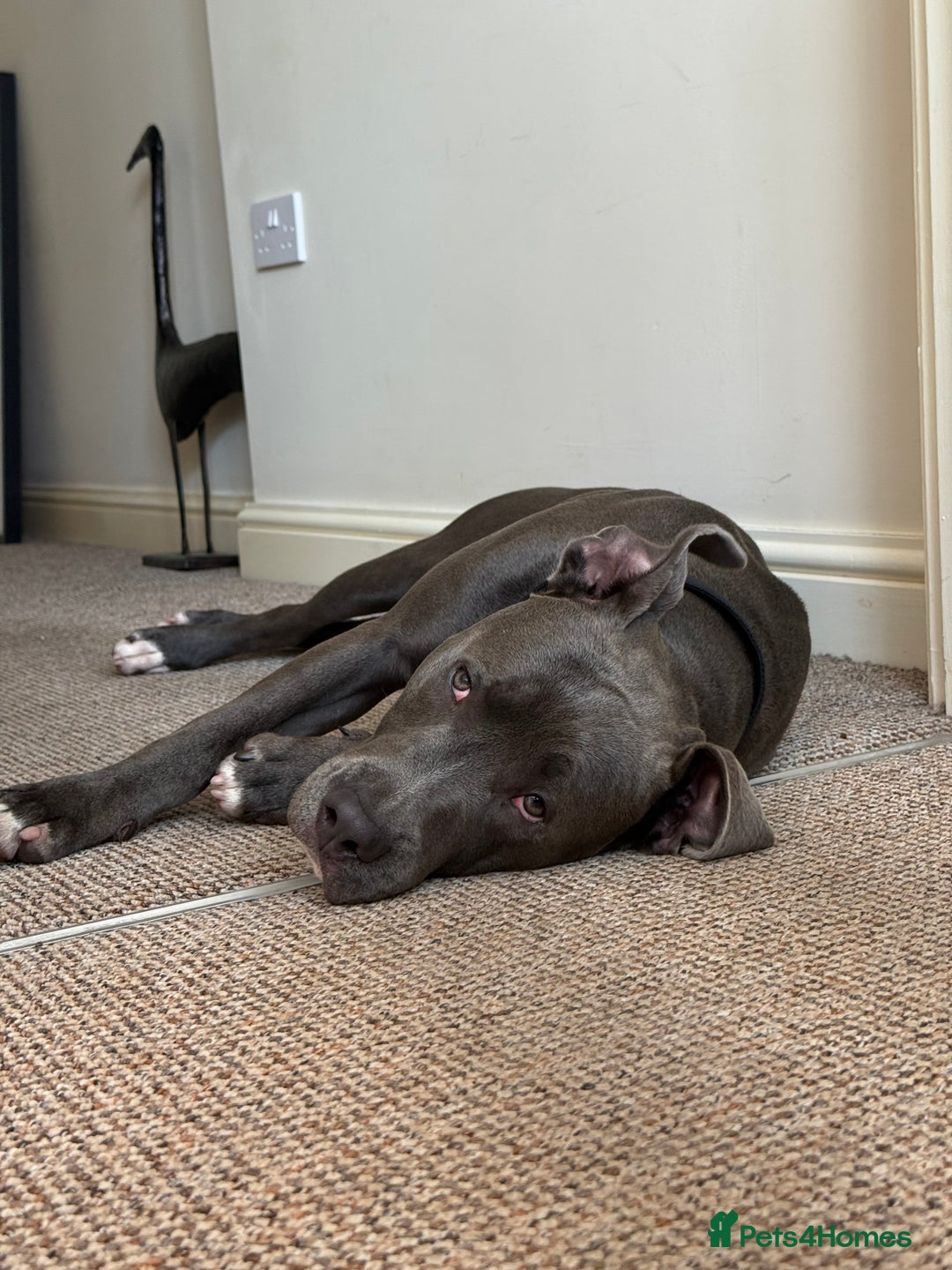 Staffordshire Bull Terrier dogs for sale: 7 month old puppy  - Image 4