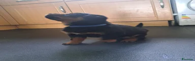 Rottweiler 2