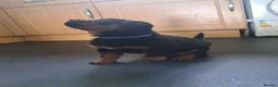 Rottweiler dogs for sale: 1 girl and 2 boy rottweiler  in Falmouth - Advert 4