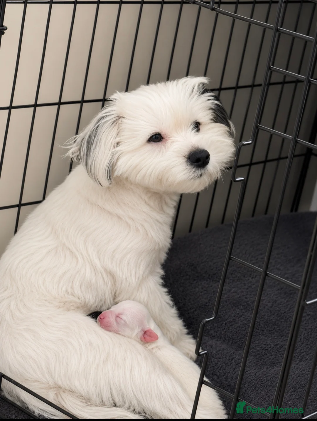 Maltipoo dogs for sale: Maltipoo puppies  - Advert 2