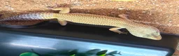 Leopard Gecko reptiles for sale: Female leopard gecko and setup  in Mold - Advert 3