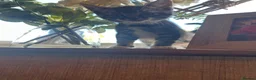 Mixed Breed cats for sale: 6 lovely kittens  - Advert 12