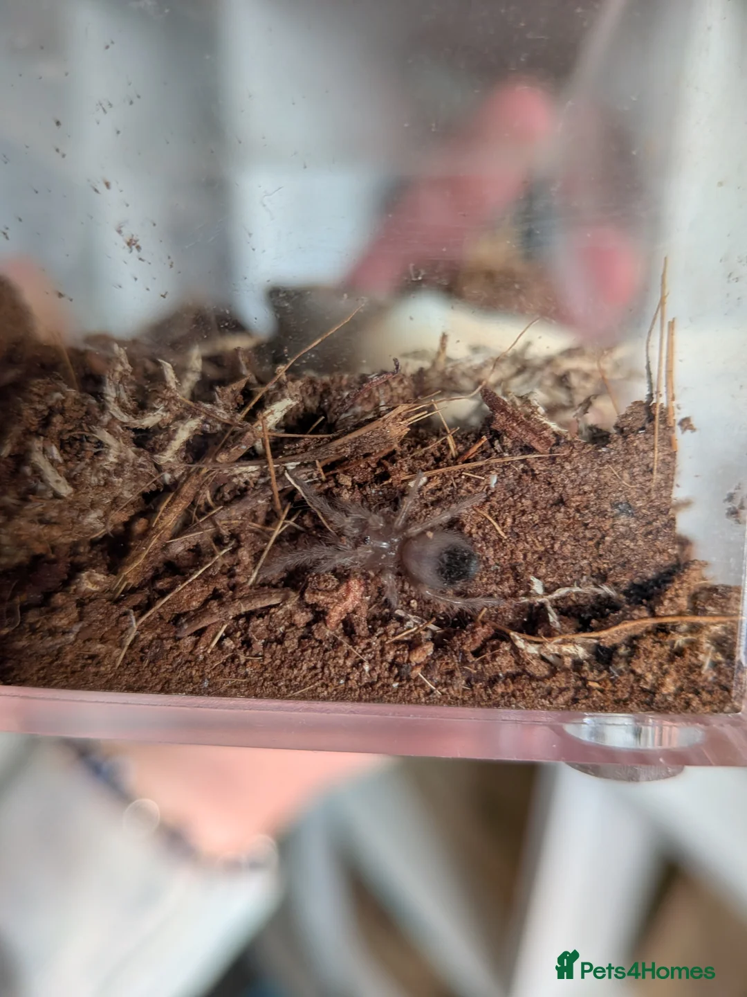 Tarantulas invertebrates for sale: Tarantulas for sale - Advert 6