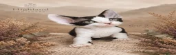 Devon Rex cats for sale: Devon Rex Kittens GCCf Registered Champions - Advert 11