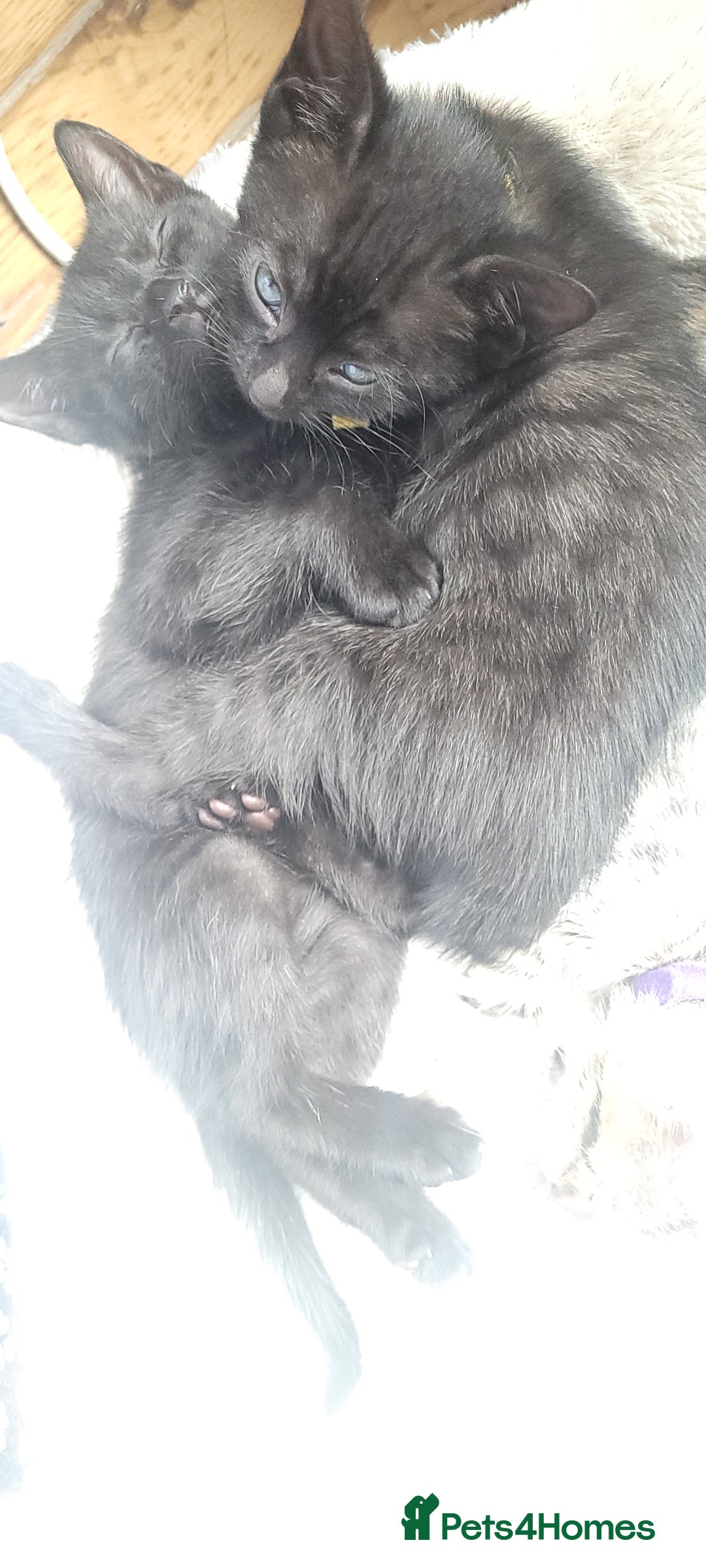 Bengal cats for sale: Black Bengal Kittens - Image 17
