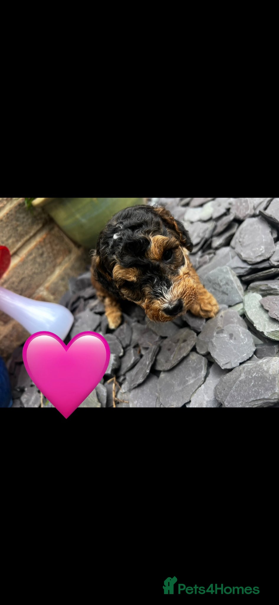 Cockapoo dogs F1b last girl  - Advert 2