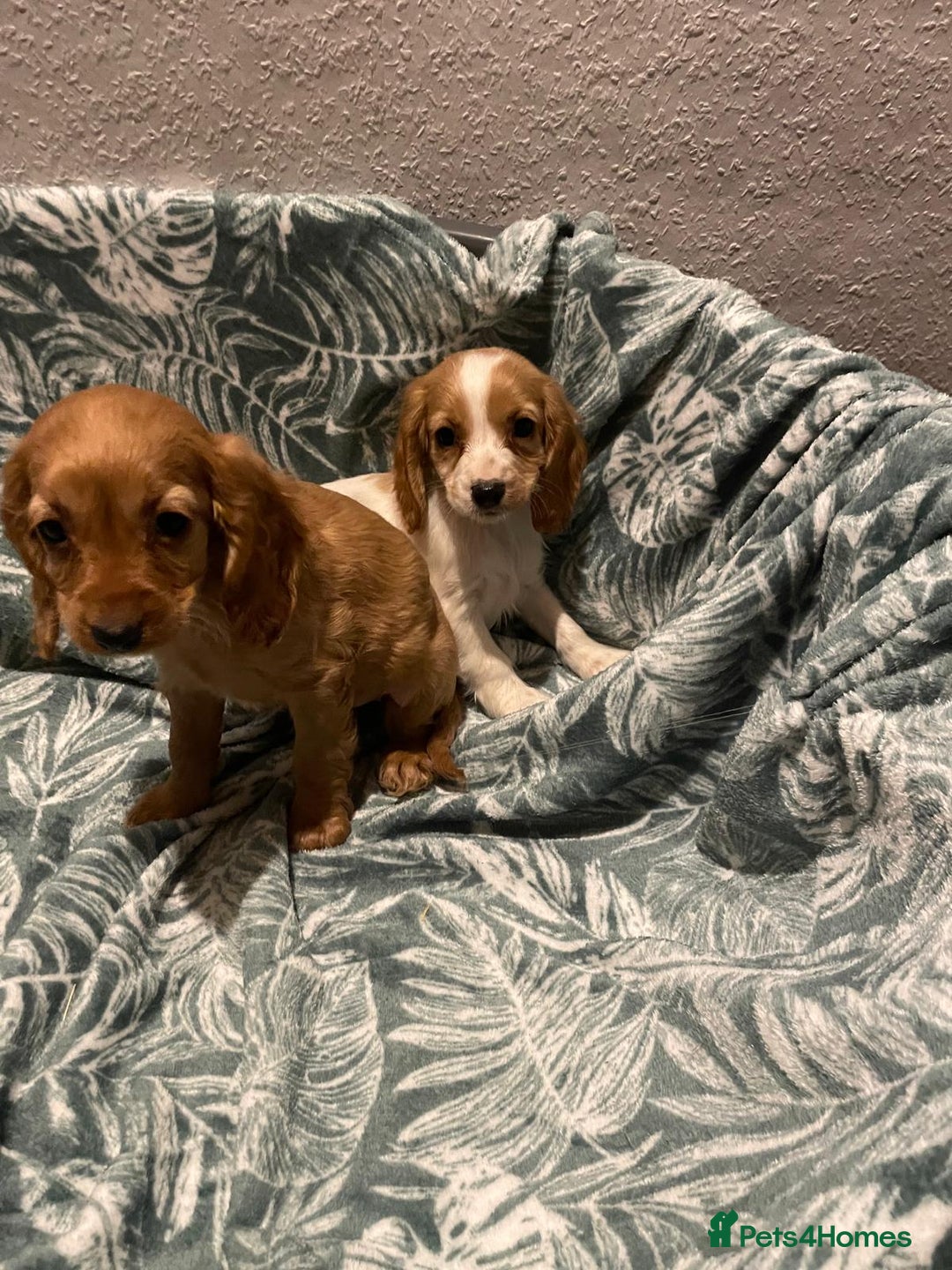 Cockapoo dogs for sale: Cockapoo - Advert 8