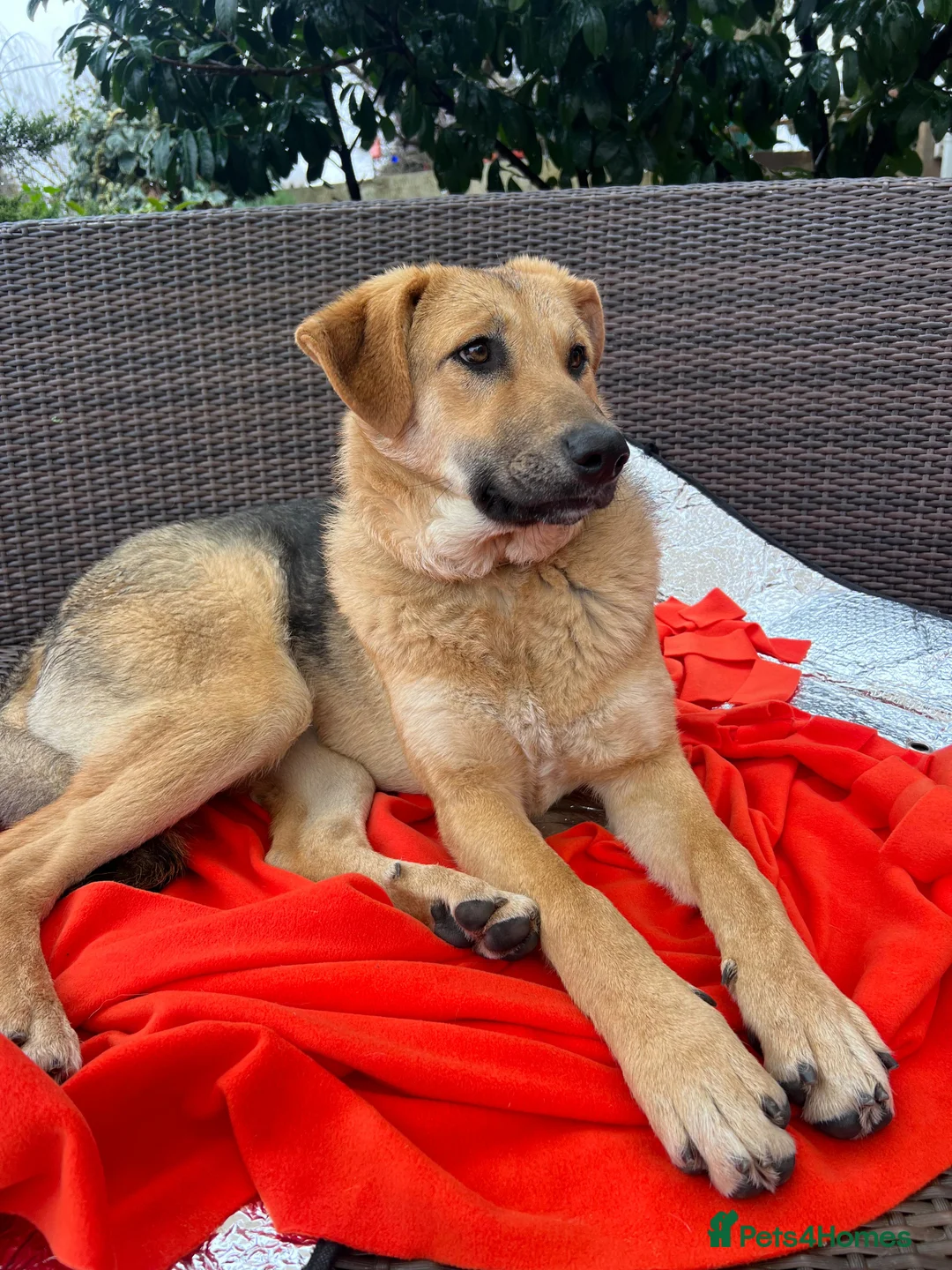 Anatolian Shepherd dogs for adoption: 6.5-Month-Old Anatolian Shepherd Mix Ready For You - Advert 4