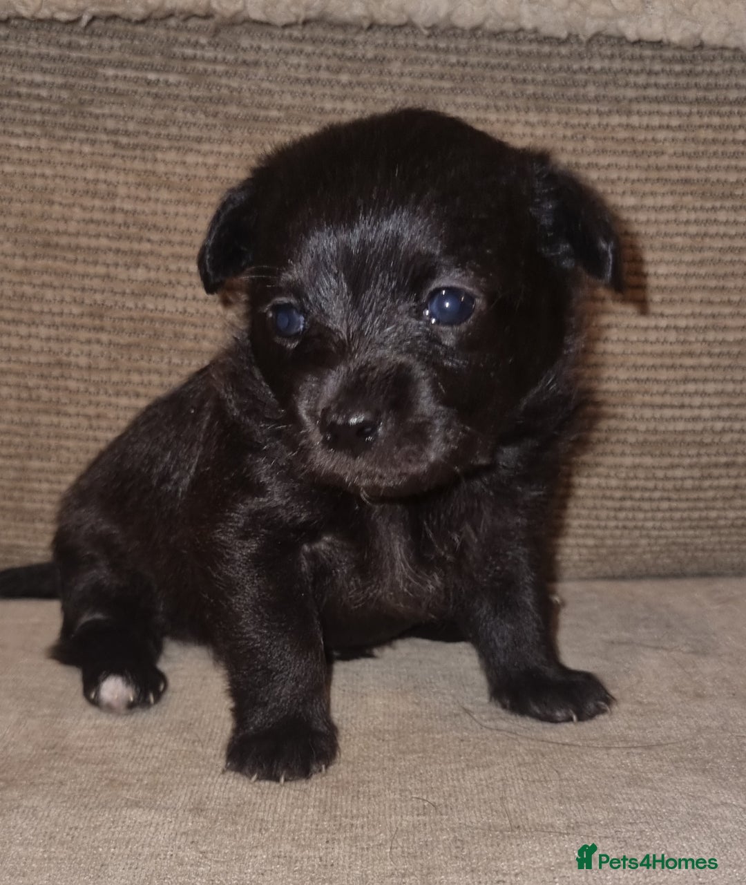 Mixed Breed dogs for sale: Pomchipoo girls - Advert 3