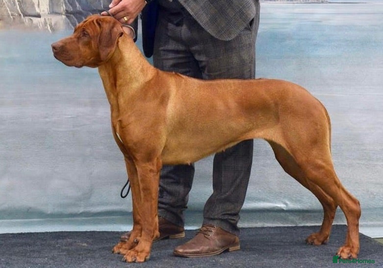 Rhodesian Ridgeback dogs Health tested parents of excellent temperament.  - Advert 1