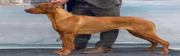 Rhodesian Ridgeback dogs for sale: Health tested parents of excellent temperament.  - Advert 1