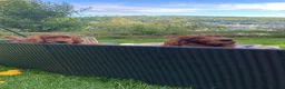 Irish Setter dogs for sale: Irish Setter Puppies in Galashiels - Advert 18