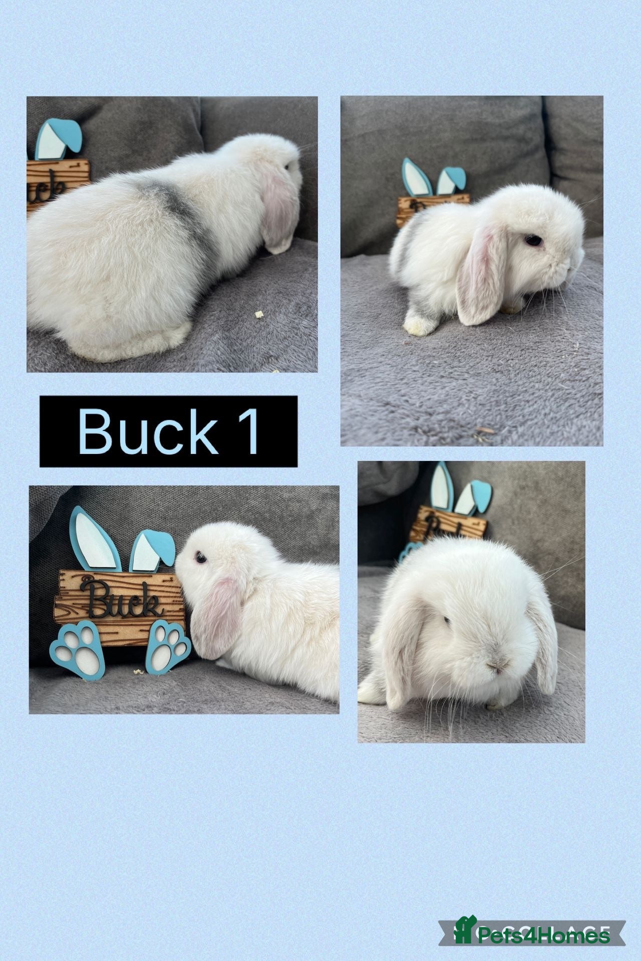 Mini Lop rabbits Pure bred Mini Lop Babies - Advert 13